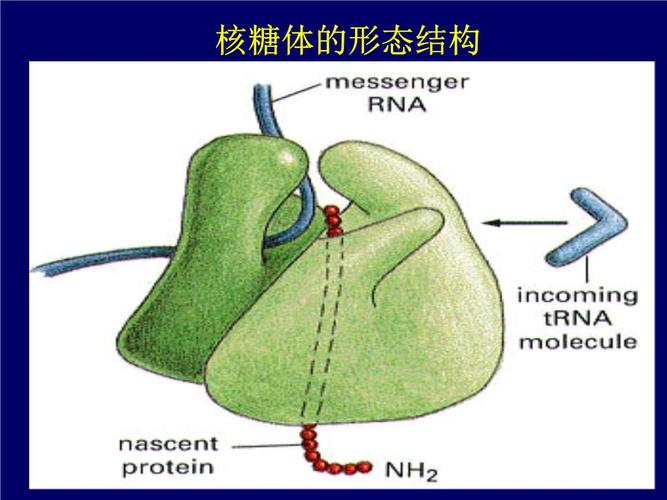 细胞学核糖体和核酶.pptx