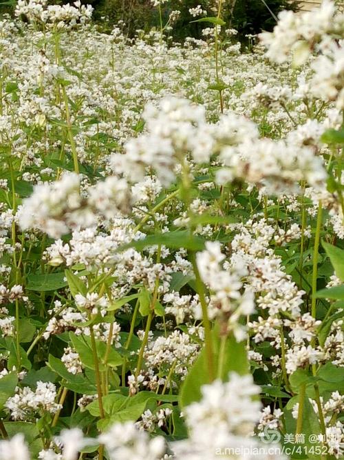 荞麦花