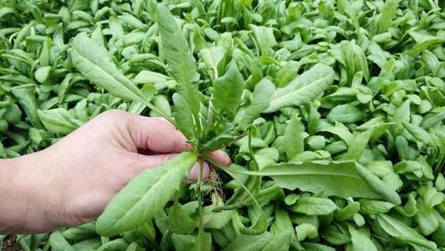 香椿,荠菜,马兰头,水芹菜,春日限定的野菜盛宴,你都吃