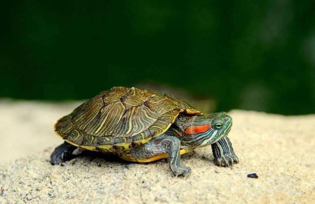 时下养殖乌龟的品种与饲养建议,你选对了吗?