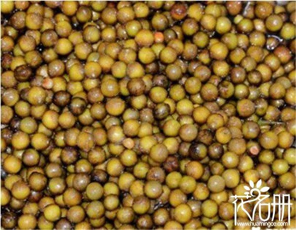 王莲果实什么样子王莲果实被称为水中玉米可食用