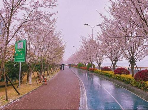 杭州滨江樱花跑道