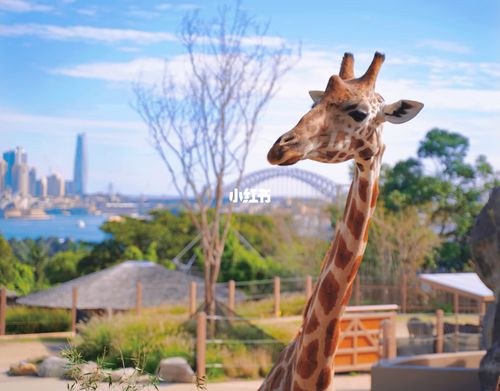 悉尼周末游|taronga动物园看长颈鹿啦_长颈鹿_动物园