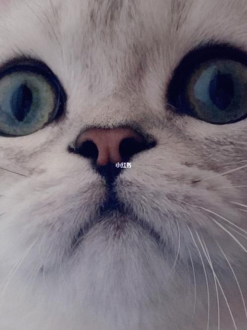 眼睛瞪得像铜铃,射出闪电般的精明.