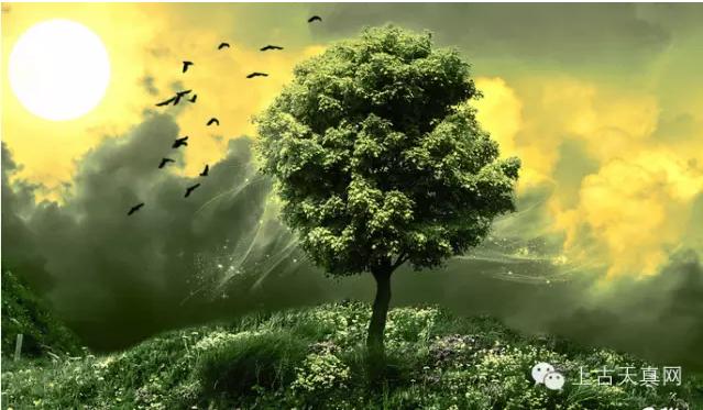 关于少儿学习经典国学的讨论(中)---生命树和智慧树