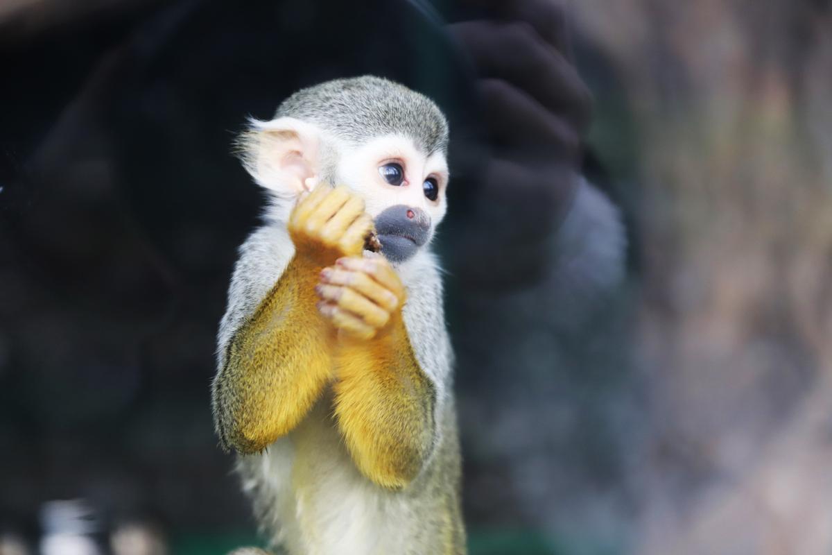 她在网上下单"买猴子",结果