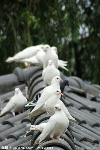 鸽子图片