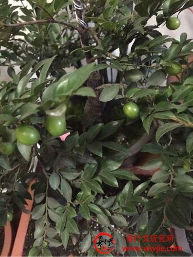 小叶紫檀6年开1次花,8年才结果,一般人养不活,把它养好才厉害