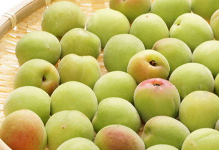 青梅是什么的果实 青梅和杏有什么区别