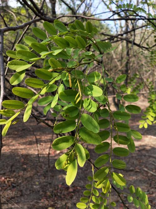青檀树南岭黄檀木种子种苗供应