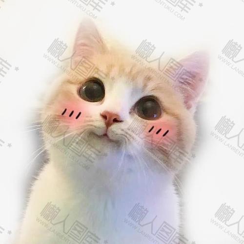 可爱猫咪撒娇表情包无文字-可爱猫咪卖萌表情包高清