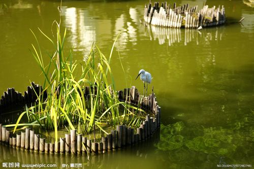 池塘中的水植物及栖息白鸟 水草图片