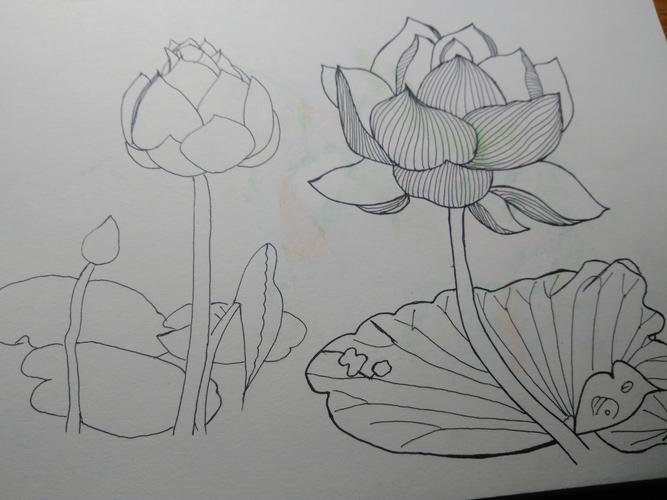 5,把另一半组合的轮廓先画出来