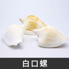鱼缸造景水族装饰白口螺小海螺贝壳 家居摆台装饰 青岛厂家供应