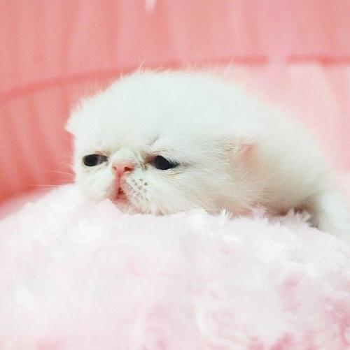 萌宠 哎 有点累