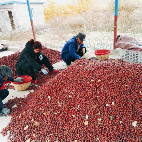 新疆红枣若羌精品灰枣二级免洗原产地