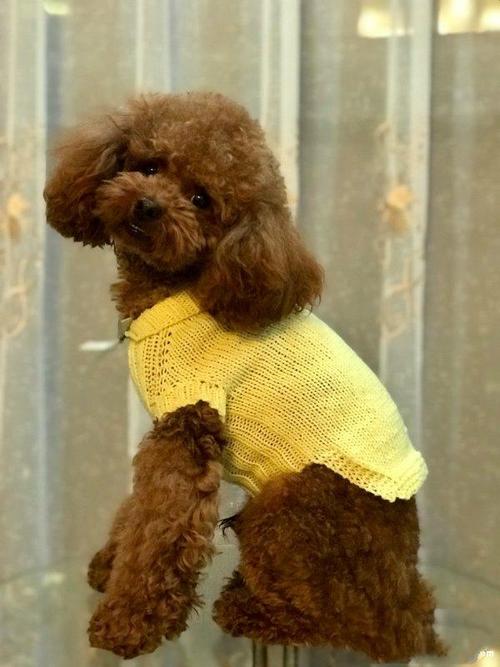 从上往下编织狗狗毛衣,简单方便,无需缝合,附文字教程