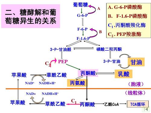 25 磷酸戊糖途径和糖异生-王镜岩生物化学(全)ppt