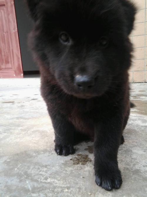 这是黑色松狮犬吗?