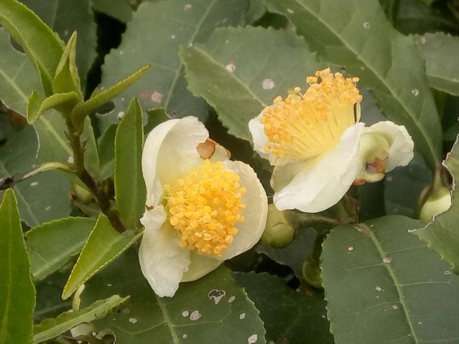 茶树花