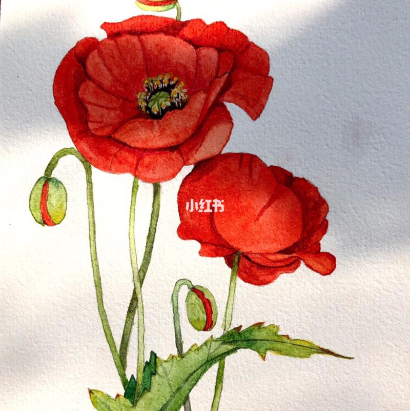 水彩上色之～罂粟花