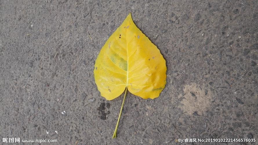 黄叶图片