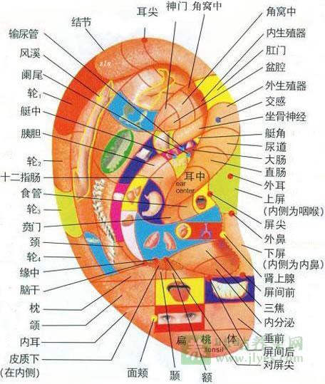 耳穴全息位置,耳部反射区高清图,耳部反射区作用