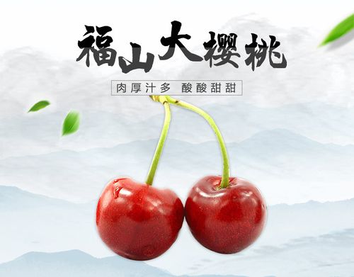 2017年烟台福山大樱桃开始预售啦!