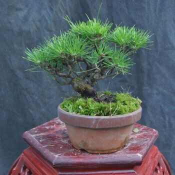 西芝三河黑松盆景精品日本松树盆栽办公室内黑松造型绿植送人礼品粉红