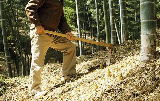 武汉修改地方性法规挖笋剥树皮可能算毁林