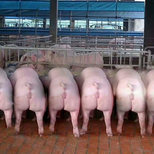 杜洛克母猪.二元母猪,公猪.