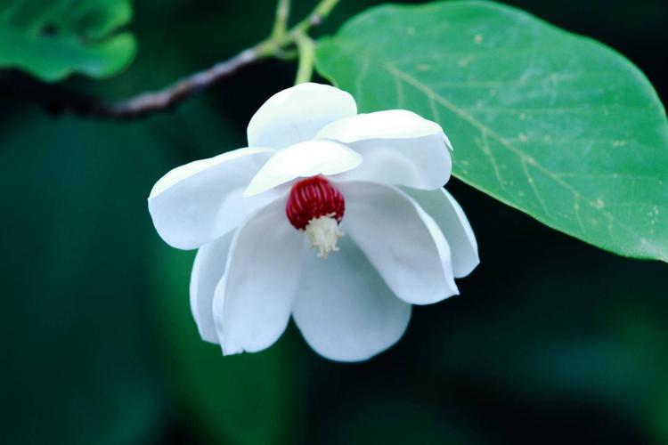 本溪市花 天女木兰(一)