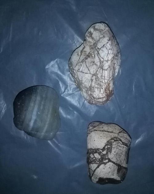 远古时代的海藻化石