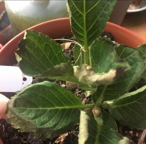 养新买的绣球花,不要做5件"傻事",叶子干枯就后悔了