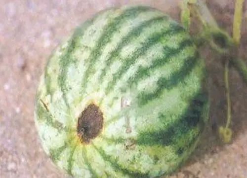 西瓜霜霉病症状 图一 西瓜霜霉病症状 图二