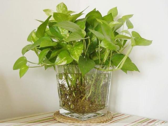 水里加点小苏打,用来浇绿萝,能杀虫,还能促进根壮叶绿