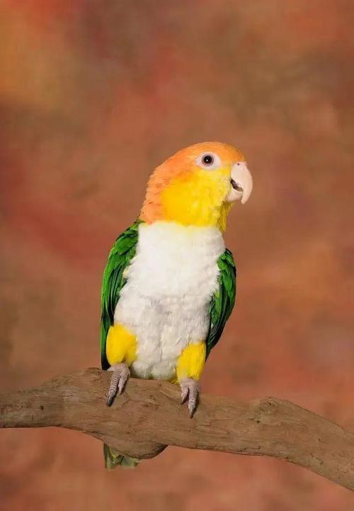 金头凯克鹦鹉不光好看,还会提醒主人,看完你也想养一只