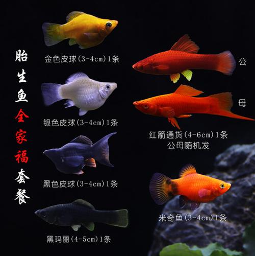 鱼 红箭鱼活体观赏鱼高鳍红箭剑尾鱼米奇胎生鱼热带鱼皮球玛丽鱼活体