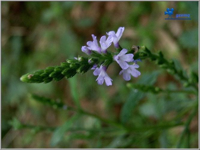 马鞭草 verbena officinalis