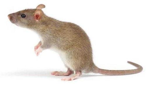 "老鼠过街,人人喊打"更何况鼠辈入屋抢食,直接惨不忍睹!