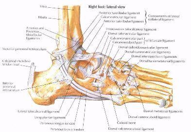距胫后韧带,舟胫韧带浅层—跟胫韧带内侧副韧带(三角韧带)分深浅两层