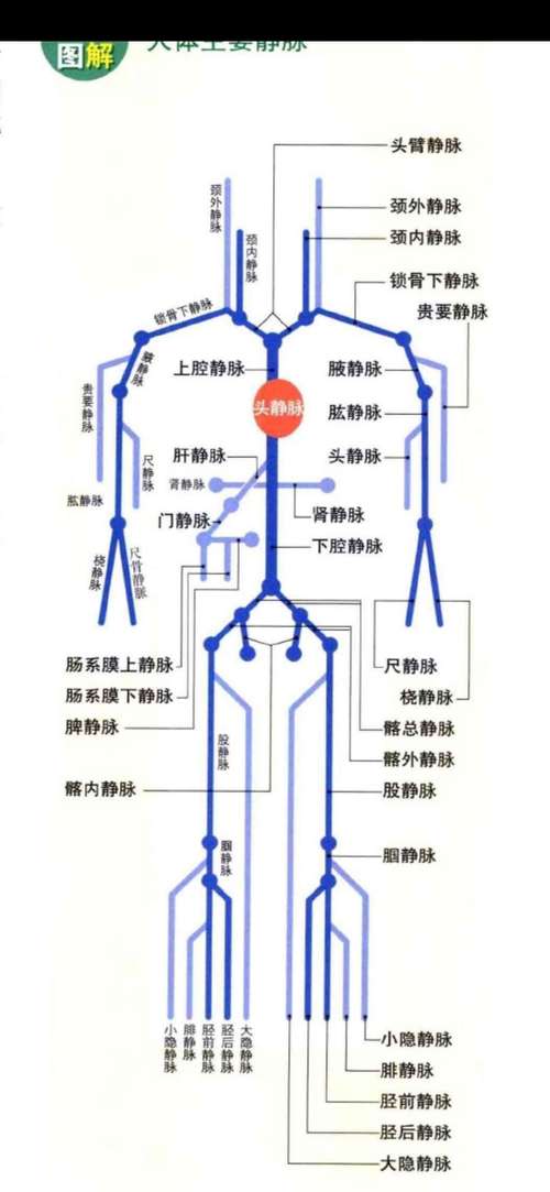人体外周血管示意图