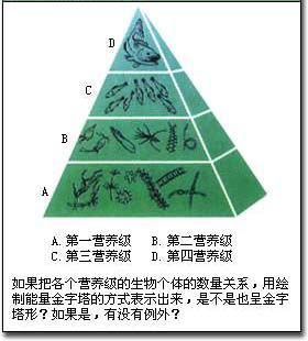 能量金字塔的介绍