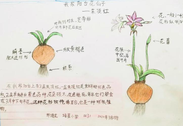 香山科普|"阳台花园" 自然笔记作品展