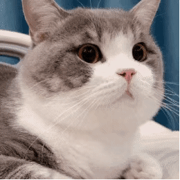 表情包可爱萌宠gif