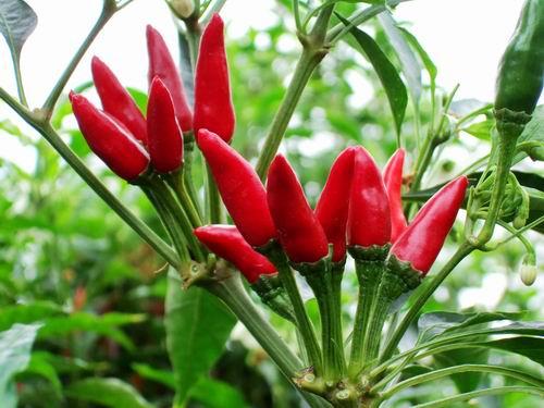 果实簇生,向上生长,果色深红,果肉薄,辣味甚强,油分高,多作干辣椒栽培