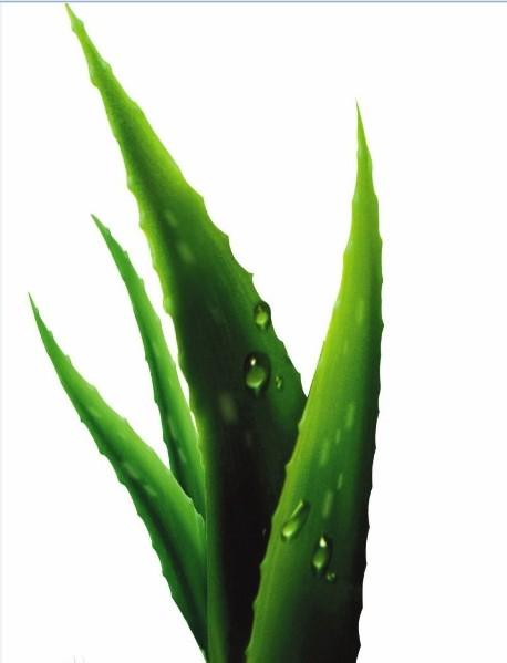 芦荟属