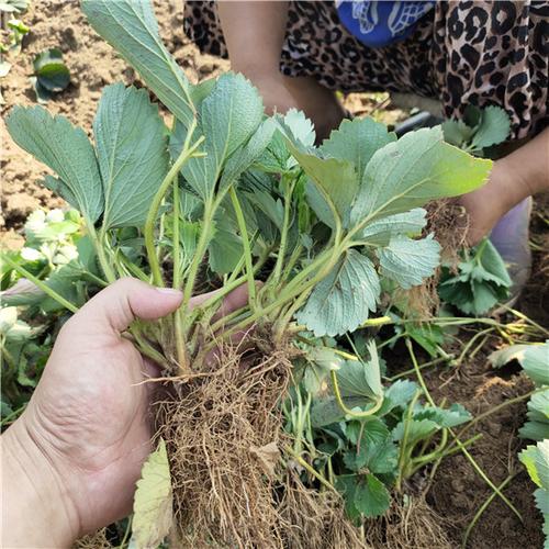 美十三草莓苗图片奶油草莓苗管理办法奶油草莓苗