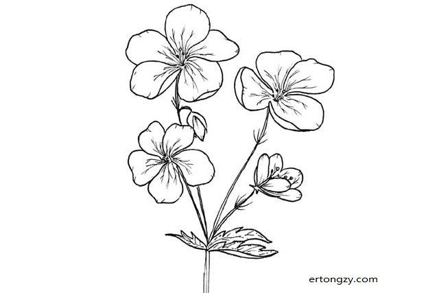 手绘黑白花朵简笔画图片大全8p - 简笔画