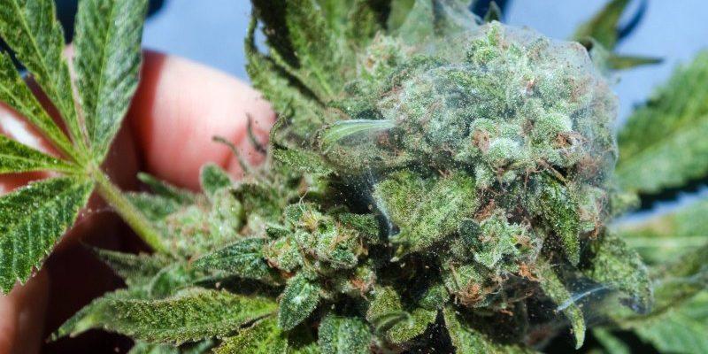 spruce spider mite - dummer. ゛77 - 绿手指 - 养